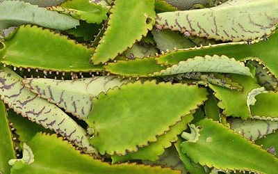 Kalanchoe daigremontiana